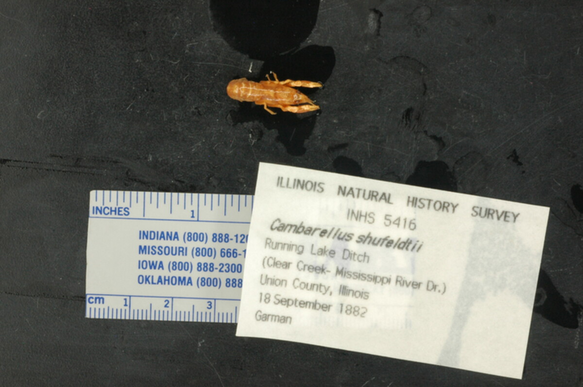 Cambarellus shufeldtii image